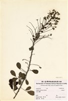 藏品(毛胡枝子)的圖片